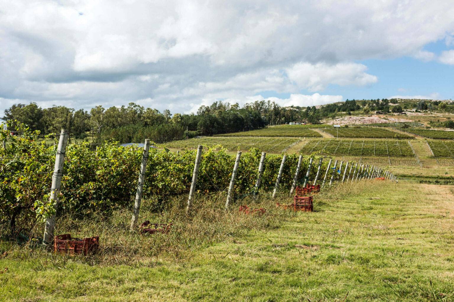 Das Weinland Uruguay bietet hervorragende Tropfen aus kleinen Produktionen.  