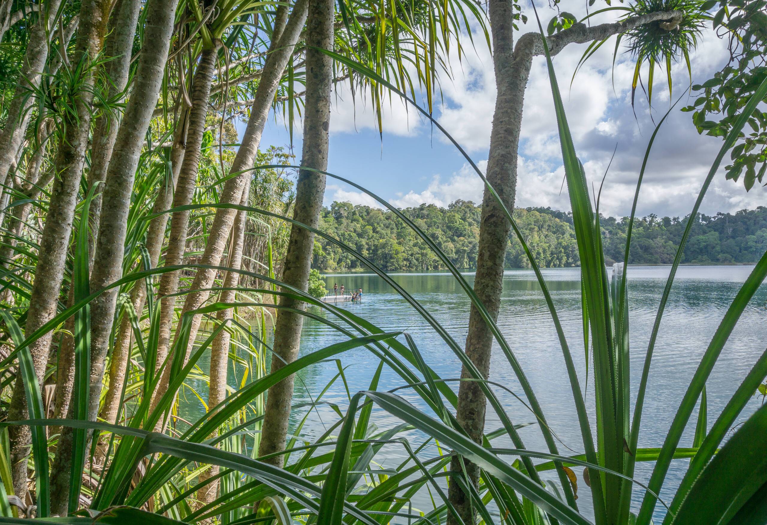 Der Lake Eacham in Queensland ist umschlossen von vielen grünen Pflanzen.